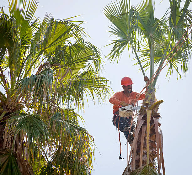 The Steps Involved in Our Tree Care Process in Farley, KY